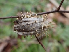Akanthomyces aculeatus