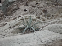 Agave sobria