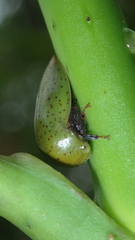 Stictopelta squarus