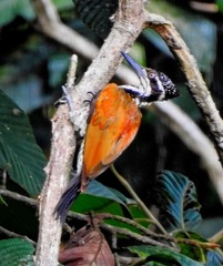 Chrysocolaptes guttacristatus