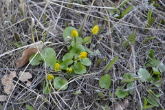 Ficaria verna
