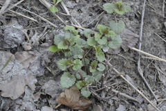 Glechoma hederacea