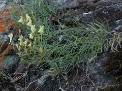 Linaria grjunerae