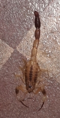 Tityus carrilloi