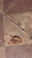 Tityus carrilloi