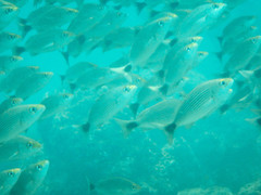 Haemulon maculicauda