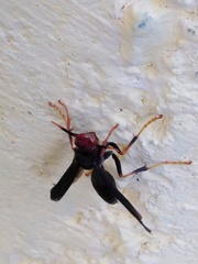 Polistes erythrocephalus