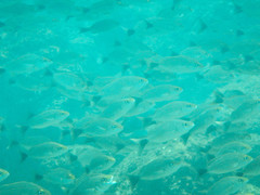 Haemulon maculicauda