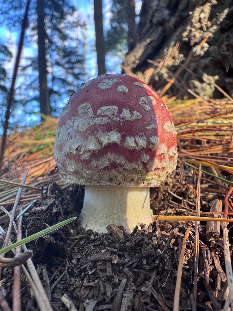 Amanita muscaria · April 2026 · photo: © pampasorro (iNaturalist, cc-by)