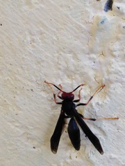Polistes erythrocephalus