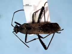 Alydus conspersus