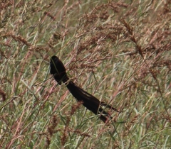 Euplectes progne progne