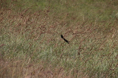 Euplectes progne progne