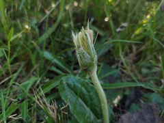 Chaptalia exscapa