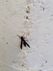 Polistes erythrocephalus