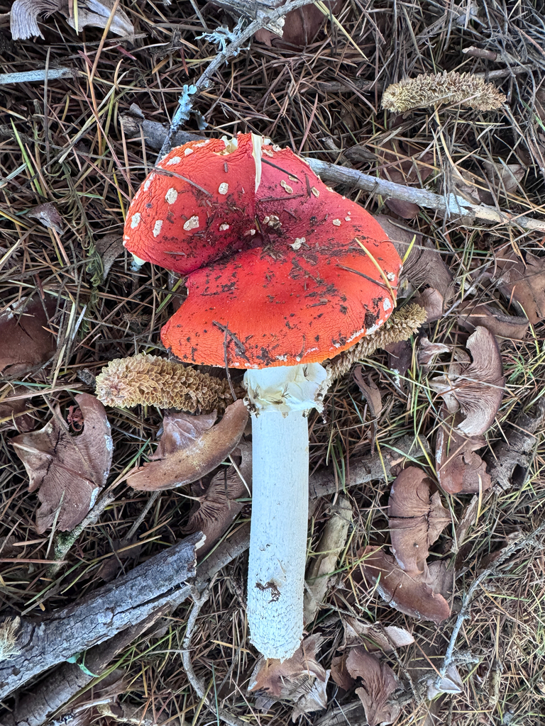 Amanita muscaria · April 2026 · photo: © pampasorro (iNaturalist, cc-by)
