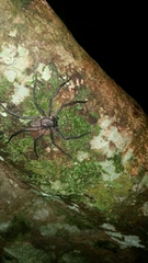 Trachycosmidae