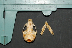 Holochilus