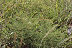 Elephantorrhiza
