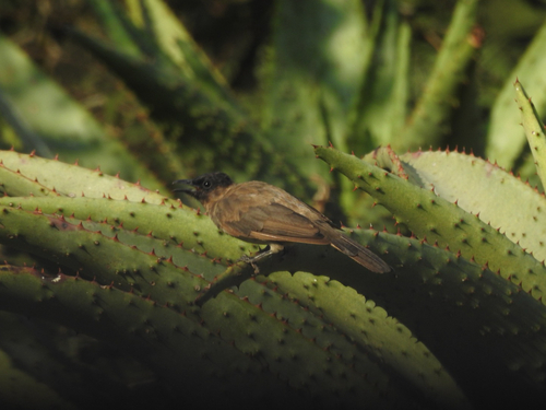 Common Bulbul