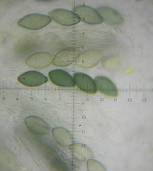 Podospora tetraspora