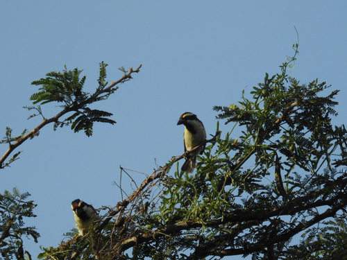 Acacia Pied Barbet
