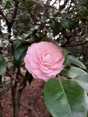 Camellia