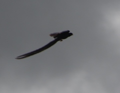 Euplectes progne progne