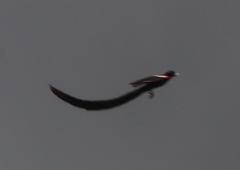 Euplectes progne progne