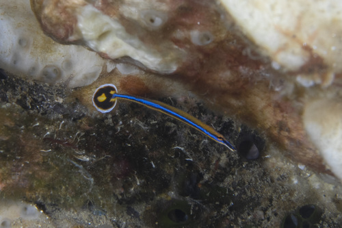 Honshu pipefish (Doryrhamphus japonicus) — Syngnathidae — 2