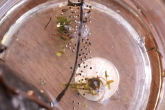 Pseudacris triseriata