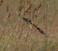 Euplectes progne progne