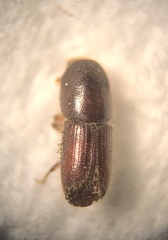 Ips grandicollis