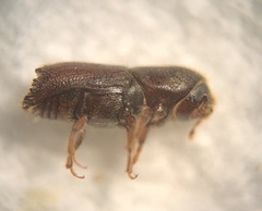 Ips grandicollis