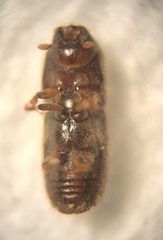 Ips grandicollis
