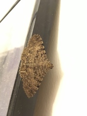 Polydesma boarmoides