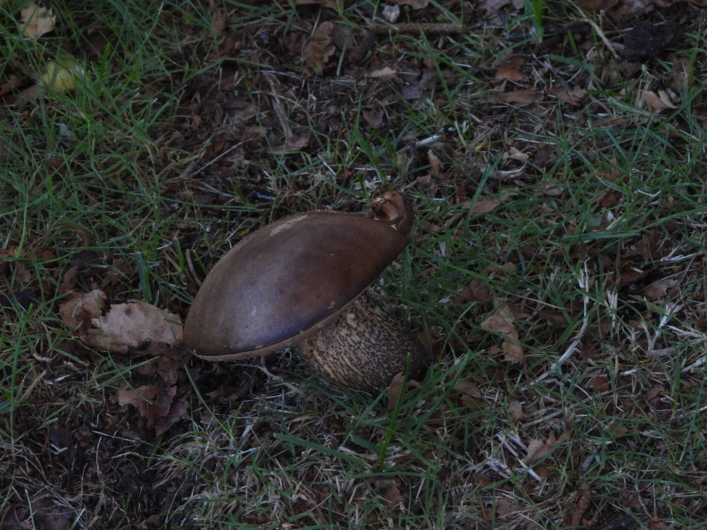 Leccinum scabrum · April 2026 · photo: © pampasorro (iNaturalist, cc-by)