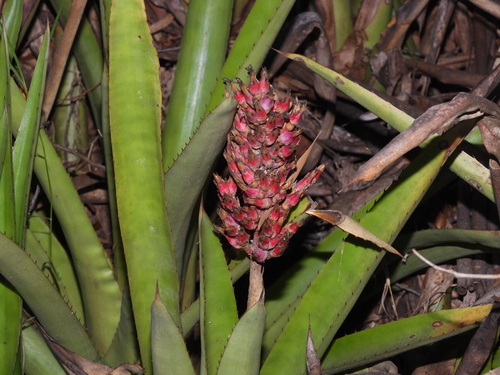 Brazilian vaseplant