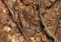 Microhyla ornata