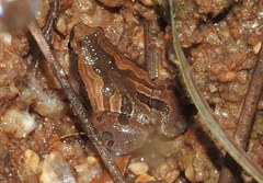 Microhyla ornata
