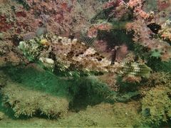 Pseudomonacanthus macrurus