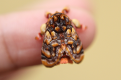 Phobetron hipparchia