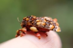 Phobetron hipparchia