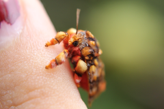 Phobetron hipparchia