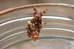 Phobetron hipparchia