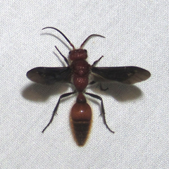 Sphaeropthalma boweri