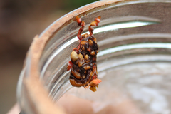 Phobetron hipparchia