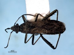 Alydus conspersus