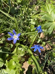 Scilla luciliae