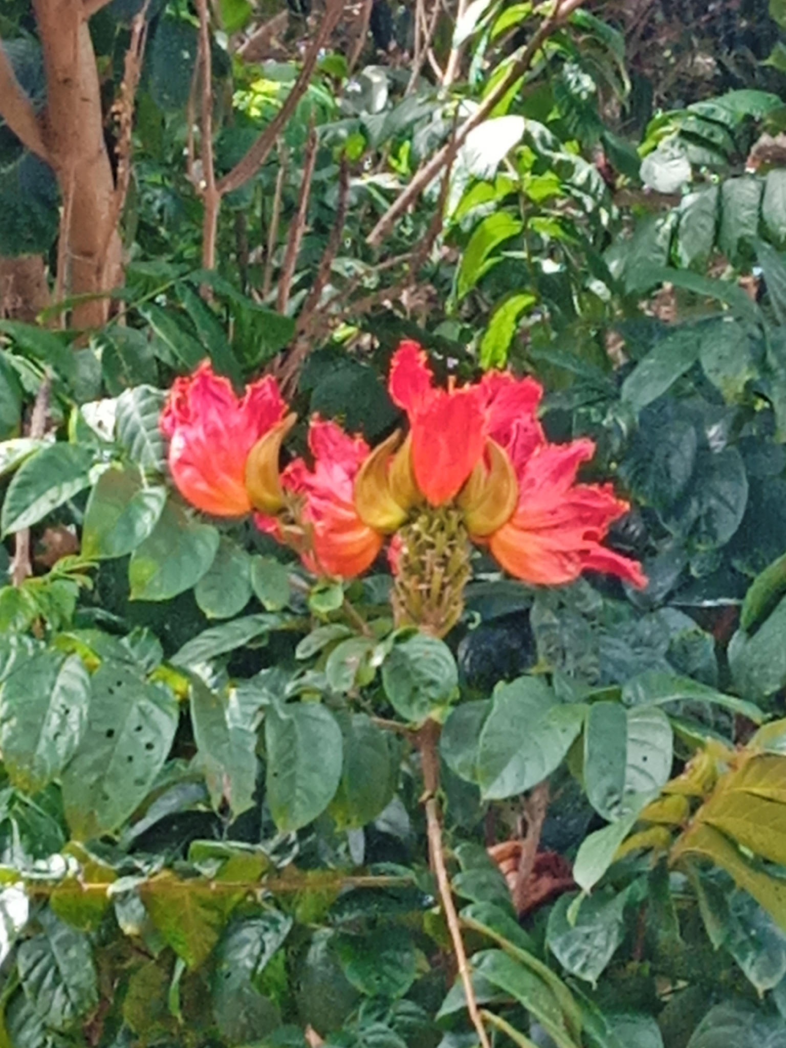 Spathodea campanulata